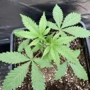 Platinum IX (In House Genetics)