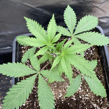 Platinum IX (In House Genetics)