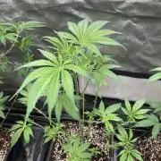 Platinum IX (In House Genetics)