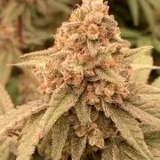 GasQuake (In House Genetics)