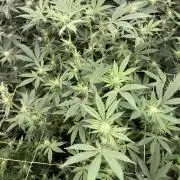 Jelly Breath S1 (In House Genetics)
