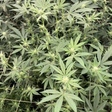 Jelly Breath S1 (In House Genetics)
