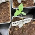 PlatinumZ (In House Genetics)