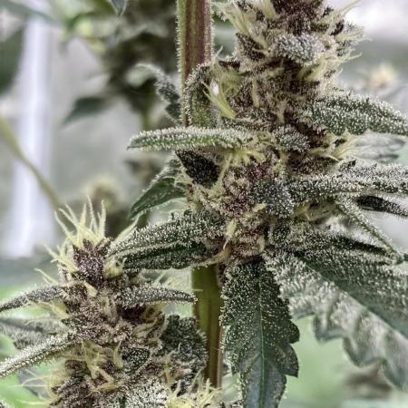 Getting Frosty with the Boys