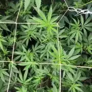 Apples & Bananas x Zoda (Umami Seed Co)