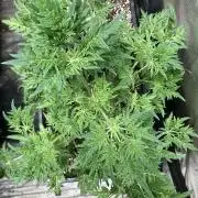 Frostyโs Purple Freak (Khalifa)