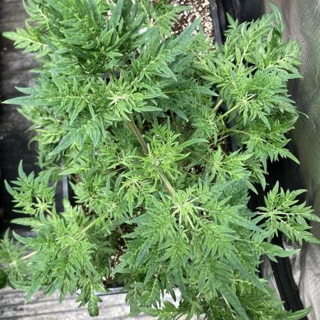 Frosty’s Purple Freak (Khalifa)