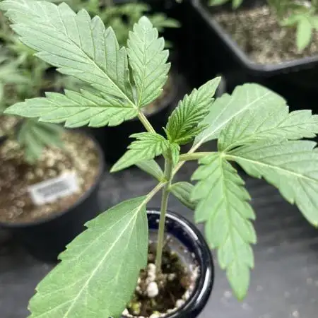 Double Smile (Mephisto Genetics)