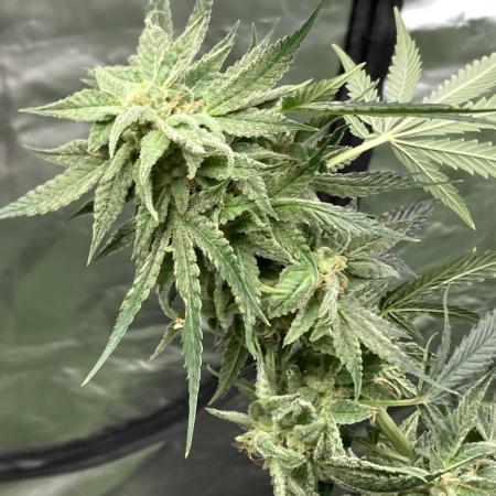 Double Smile (Mephisto Genetics)