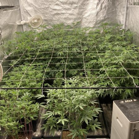 Colorado Nightshifter (Relentless)