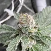 Chrome Dome Clone (Compound Genetics)