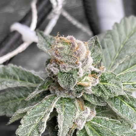 Chrome Dome Clone (Compound Genetics)