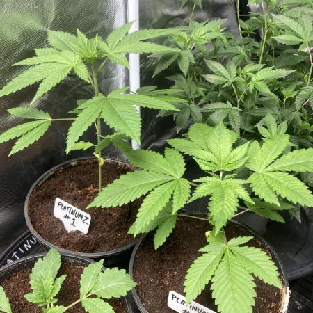 PlatinumZ (In House Genetics)