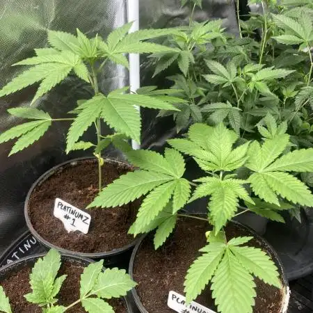 PlatinumZ (In House Genetics)