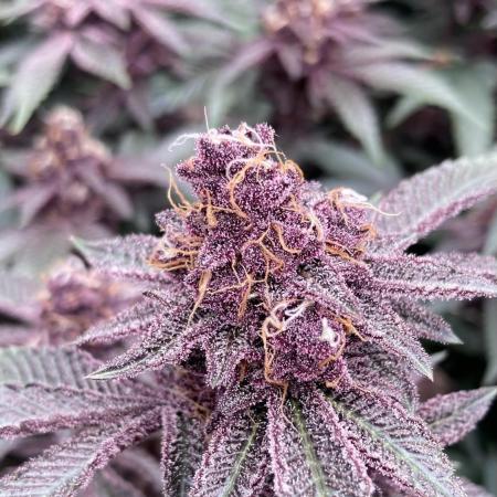 Colorado Nightshifter (Relentless)