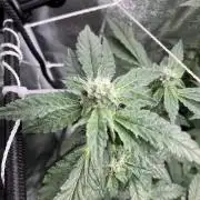 Chrome Dome Clone (Compound Genetics)
