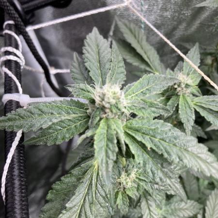 Chrome Dome Clone (Compound Genetics)