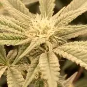AtomicJelly#1 Clones (In House Genetics)
