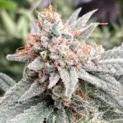 White Rhino (Green House Seeds)