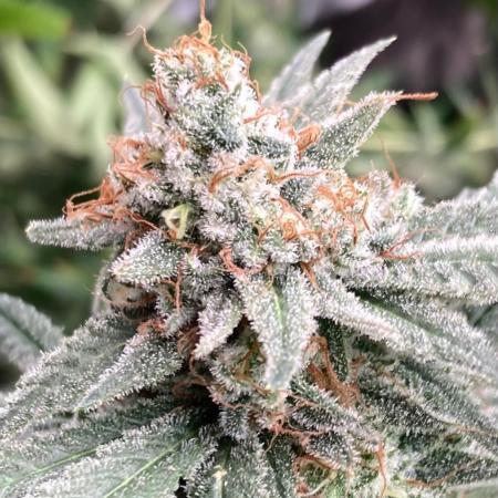 White Rhino (Green House Seeds)