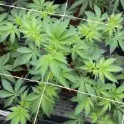 Trich Beast (Solfire Gardens)