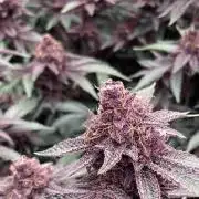 Colorado Nightshifter (Relentless)