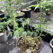 Do-lato V2 (In House Genetics)