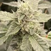 Rainbow Marker Clones (Lit Farms)