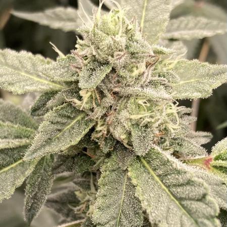 Rainbow Marker Clones (Lit Farms)