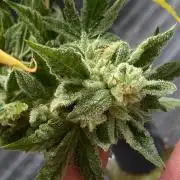 Double Smile (Mephisto Genetics)
