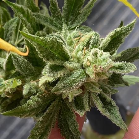 Double Smile (Mephisto Genetics)