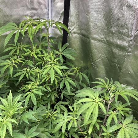 Pink Runtz x Hollywood (Cookies)
