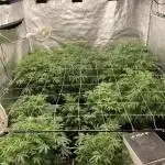 Colorado Nightshifter (Relentless)