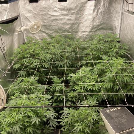 Colorado Nightshifter (Relentless)