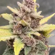 Getting Frosty with the Boys