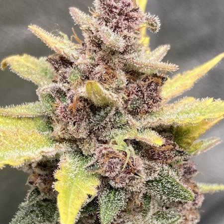 Getting Frosty with the Boys