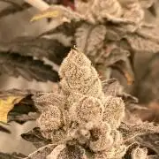 Final Chrome Dome Clone (Compound )