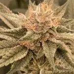 PLATINUMZ (In House Genetics)