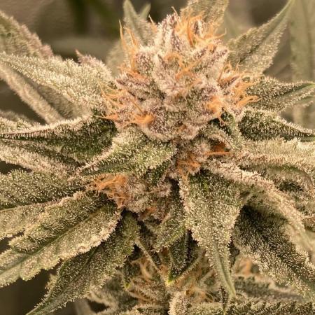 PLATINUMZ (In House Genetics)