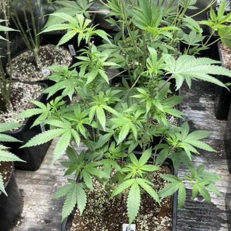 Do-lato V2 (In House Genetics)