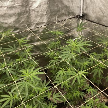 Zoy Sauce Clones (my Cut)