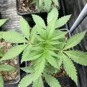 Gas Cream Runtz (LIT FARMS)