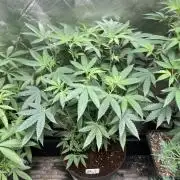 Black Rainbow (LIT Farms)