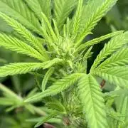 White Rhino (Green House Seeds)
