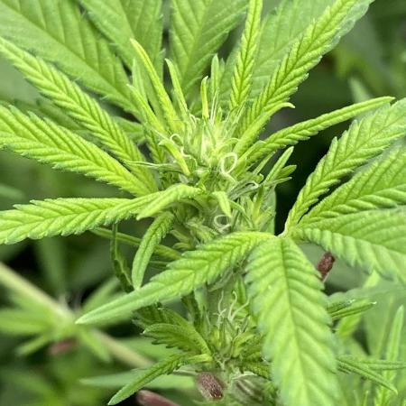 White Rhino (Green House Seeds)