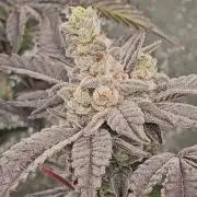 Gas Cream Runtz Clone (LIT Farms)