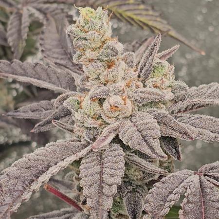 Gas Cream Runtz Clone (LIT Farms)