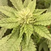 Rainbow Marker #4 (LIT Farms)