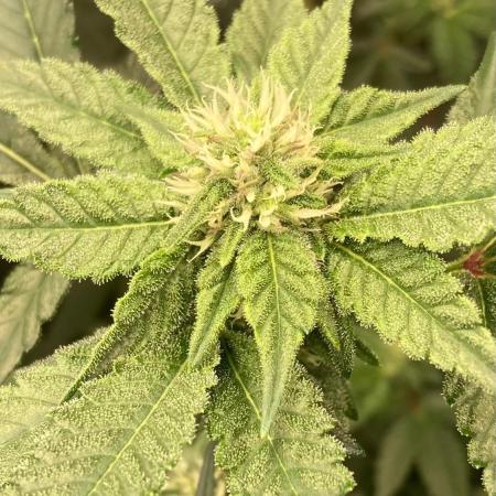 Rainbow Marker #4 (LIT Farms)