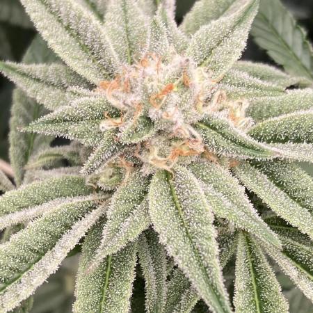 Pink Runtz x Hollywood Clones (Cookies)